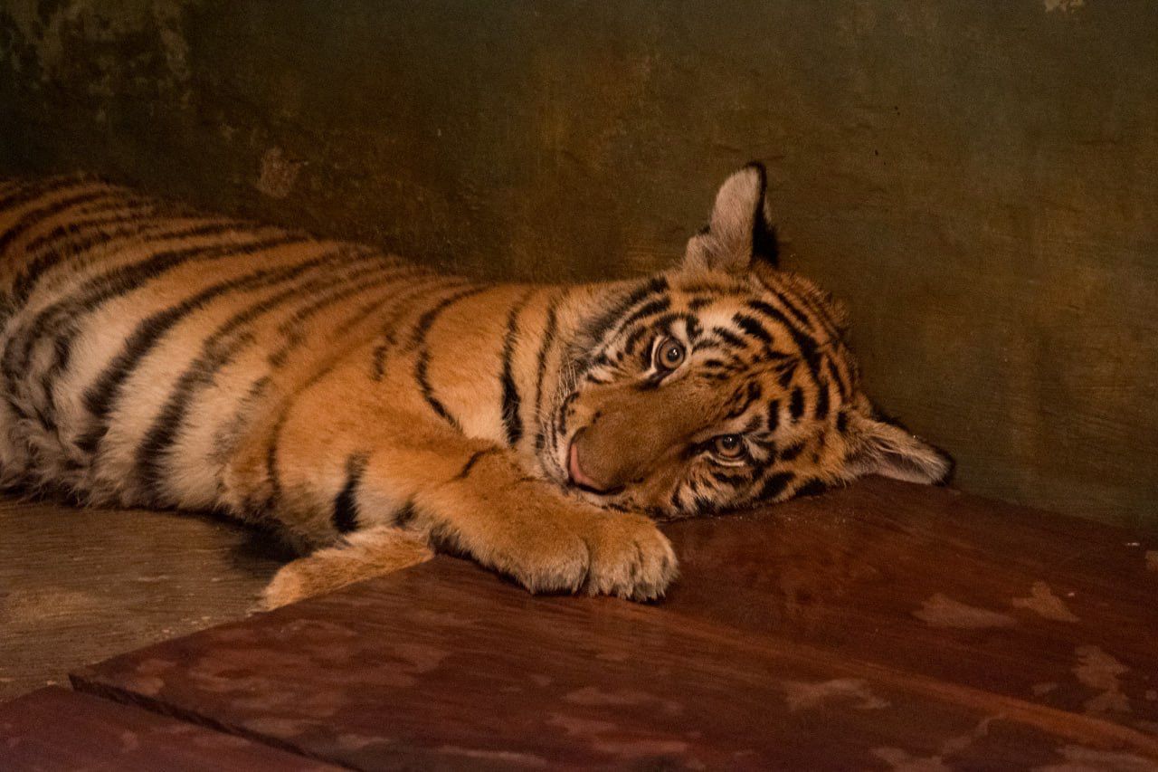 Bandung Zoo Auction Expected to Conclude This Week