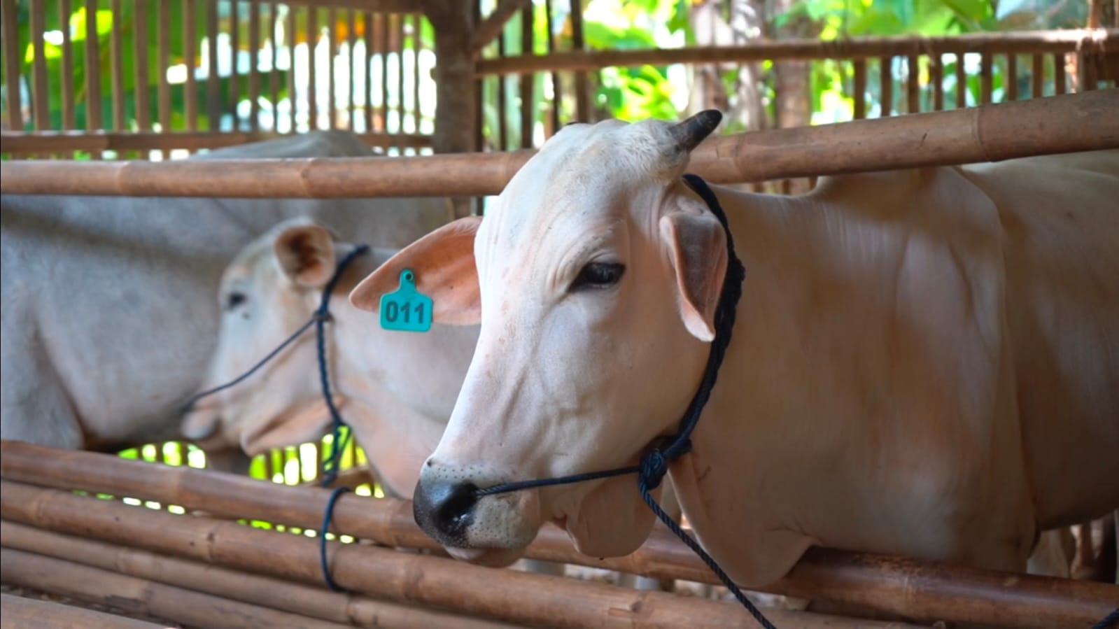 Minimising Stress in Sacrificial Animals: Expert Guidelines from Airlangga University