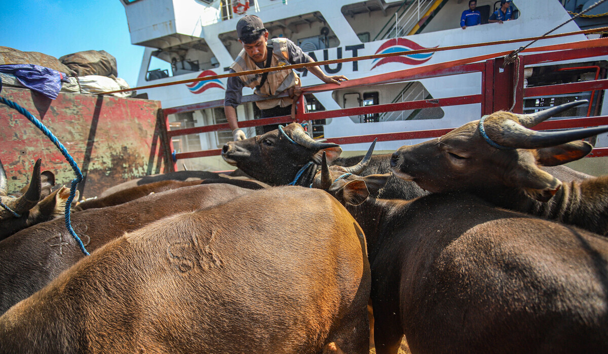 Guide to Minimising Stress in Sacrificial Animals: Unair Expert Tips