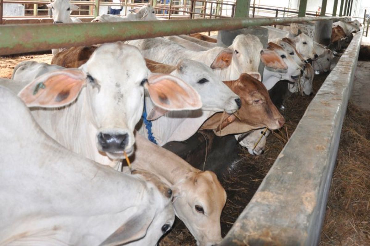 UGM deploys students to supervise animal sacrifice outside official slaughterhouses