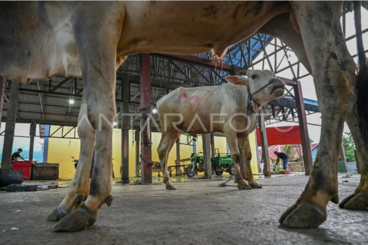 NU Care-LAZISNU distributes sacrificial animals to Sumatra disaster-hit regions