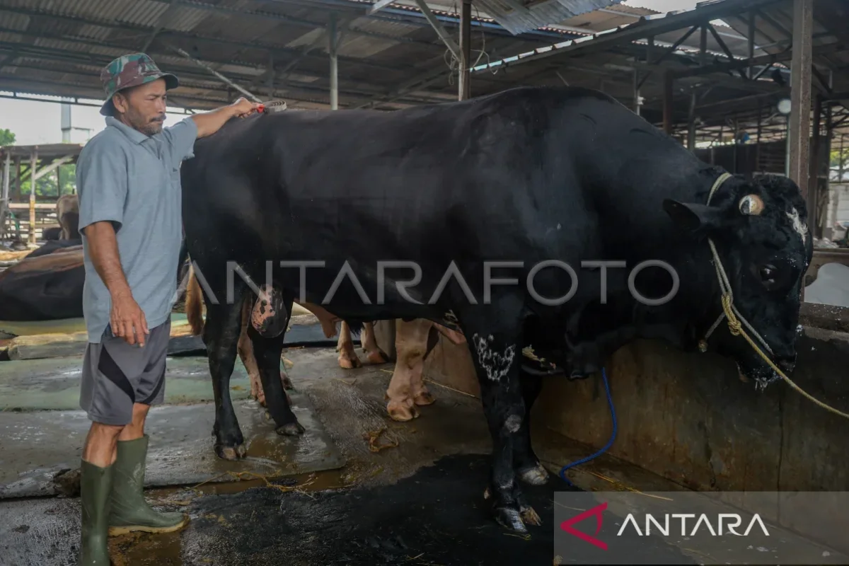 Masjid Jami Ar Ridwan in Jatinegara Receives Sacrificial Cow Donation from President Prabowo Subianto