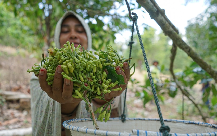 Perhutani Kedu Utara and KTH Ngudi Lestari Collaborate on Clove Utilization