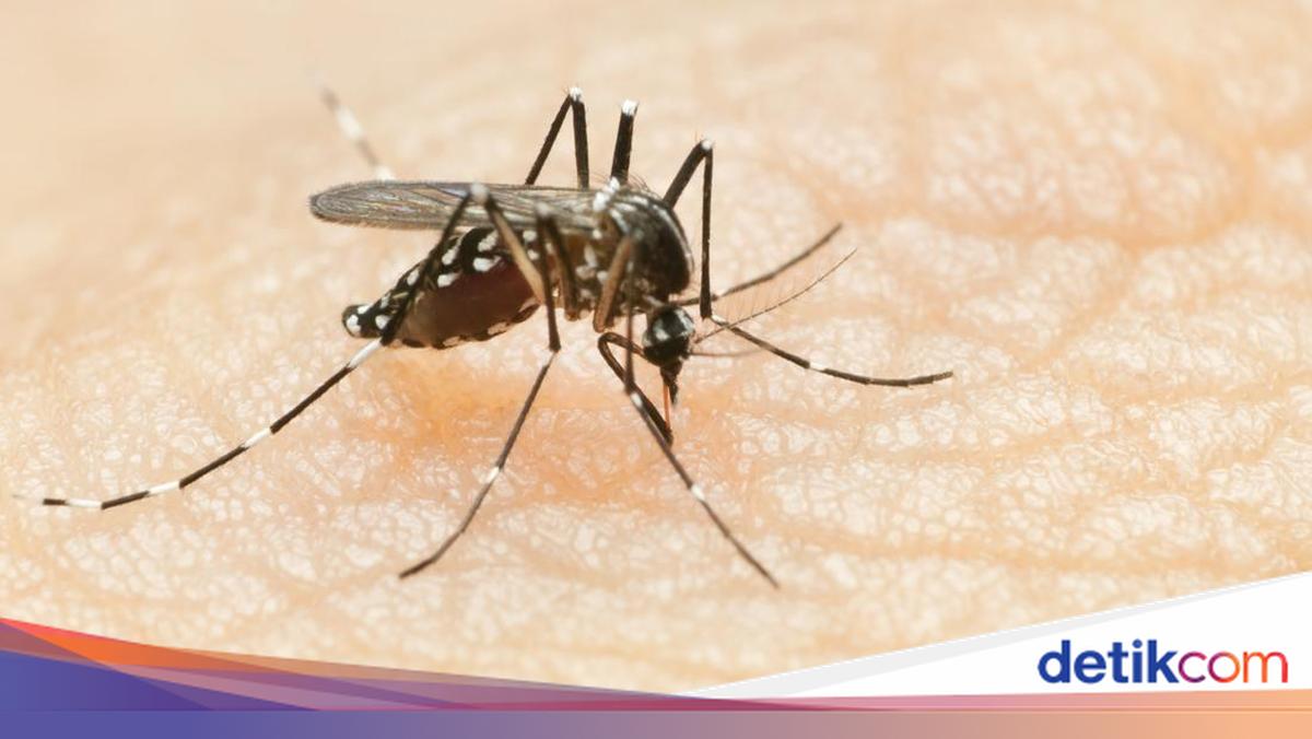 Bali Records 1,167 Dengue Cases from January to May 2026, Two Deaths