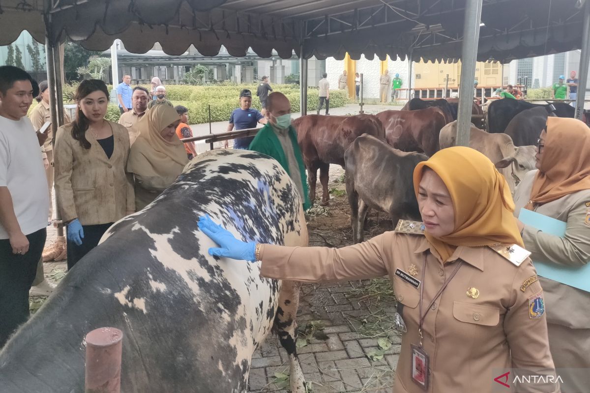 West Jakarta City Government prepares to distribute 55 sacrificial animals for Eid al-Adha
