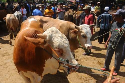 11,727 Sacrificial Animals in Cirebon Pass Health Checks for Eid al-Adha