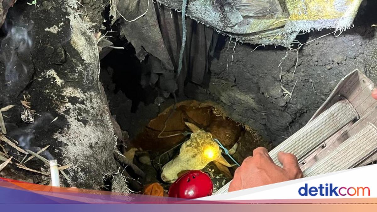 Firefighters Rescue Sacrificial Cow Trapped in Mojokerto Septic Tank After Three-Hour Effort