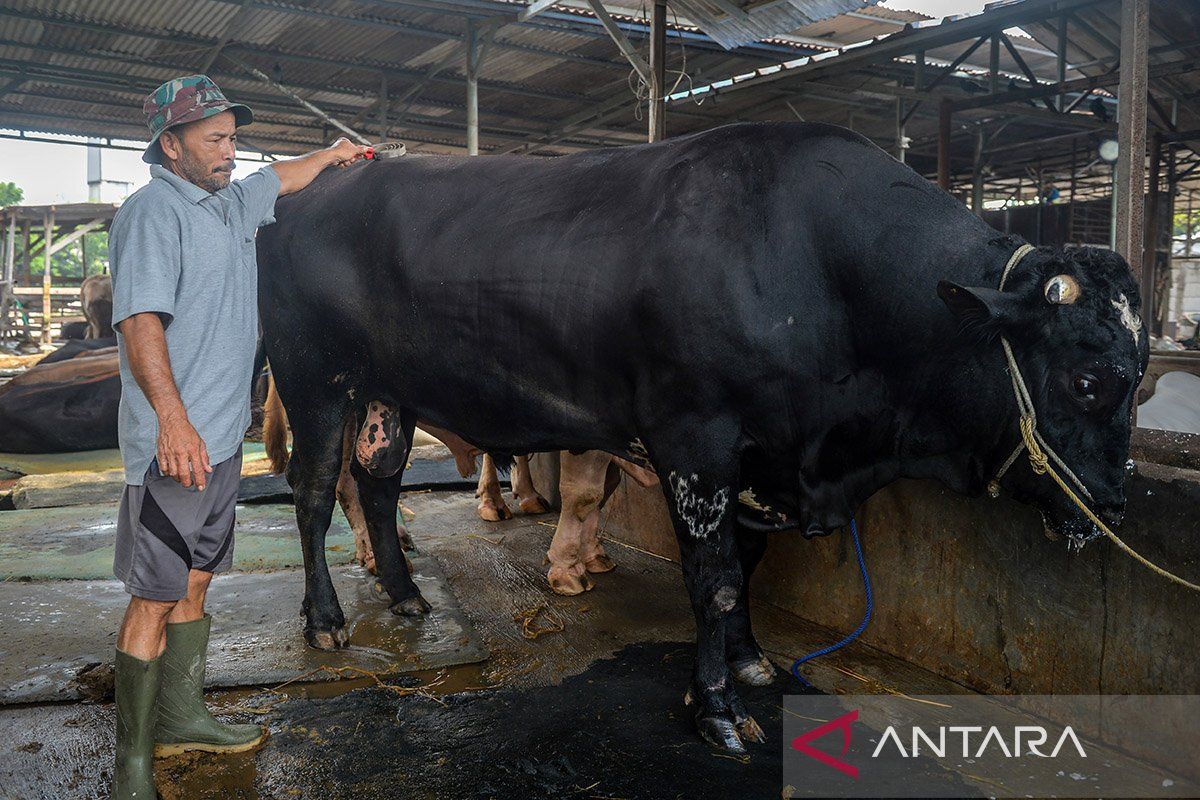 DKI Jakarta: Eco-friendly Kurban and Transjakarta Transformation