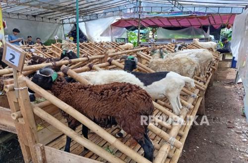 DKI Jakarta Deploys 744 Inspectors to Safeguard Eid al-Adha Sacrificial Animals