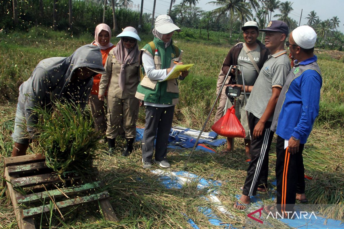 Rice stocks secure against El Niño, writer incentives in stimulus package