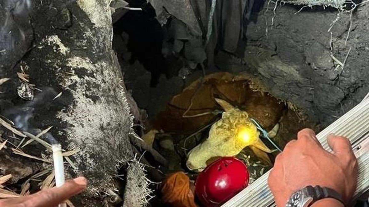 Mojokerto Sacrificial Cow Falls into Septic Tank, Rescue Operation Takes Three Hours