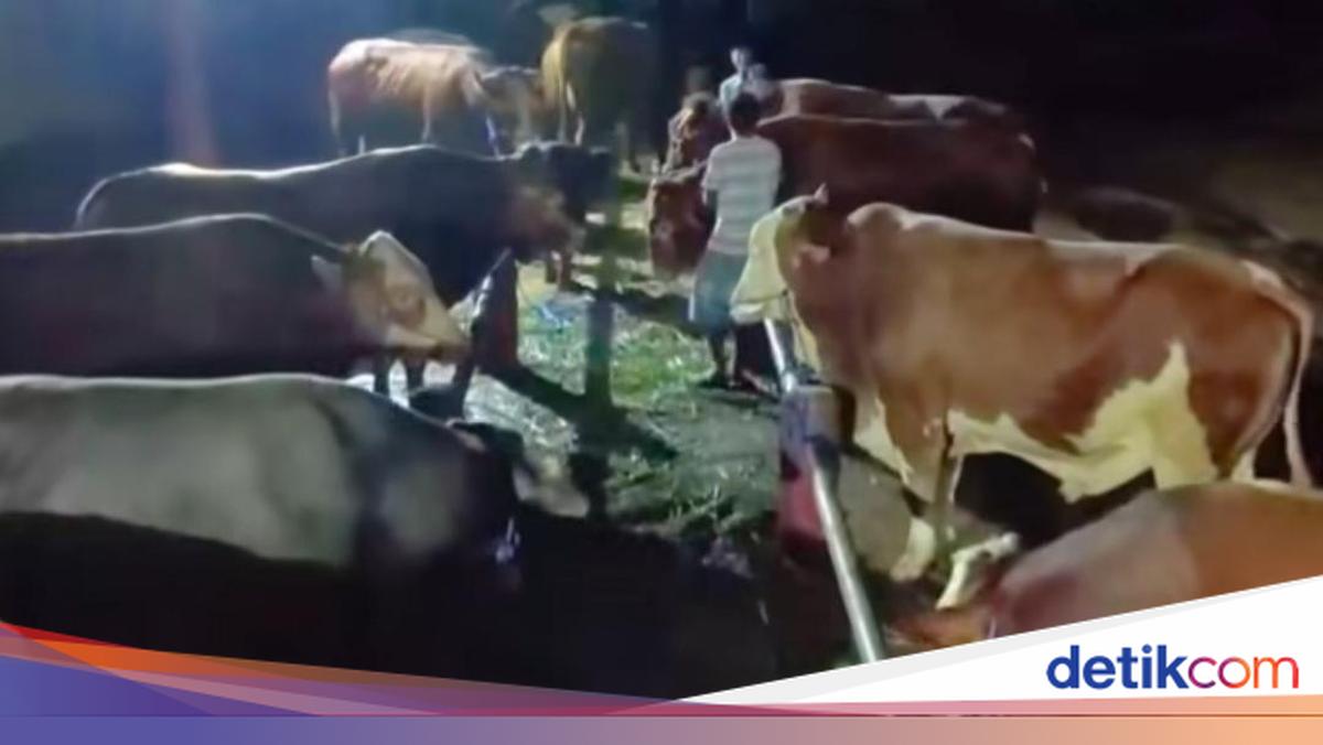 Cabinet Secretary Teddy Bulk-Purchases 35 Cattle in Boyolali, Village Farmers Benefit