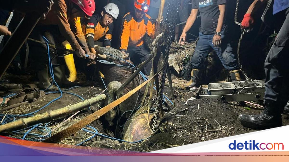 Sacrificial Cow Falls into Septic Tank in Mojokerto, Dramatic 3-Hour Rescue