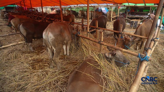 Qurban and the Ummah Economy: Why Is This Event Increasingly Significant?