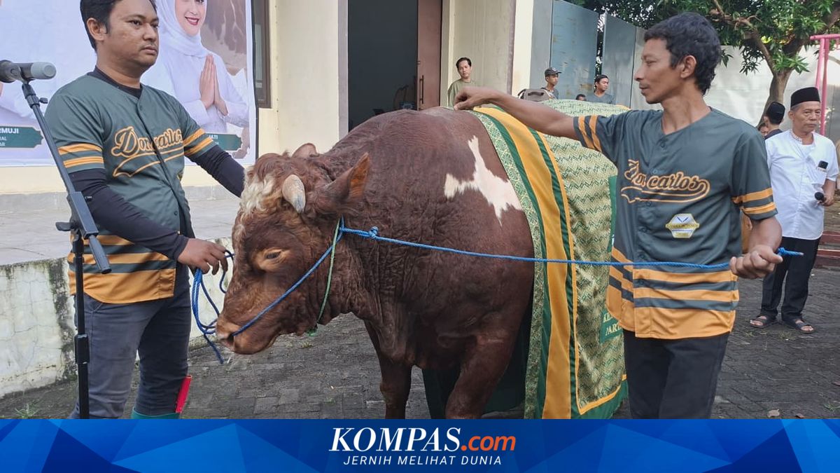Bahlil's 1.3-tonne sacrificial cow largest at Golkar Party headquarters