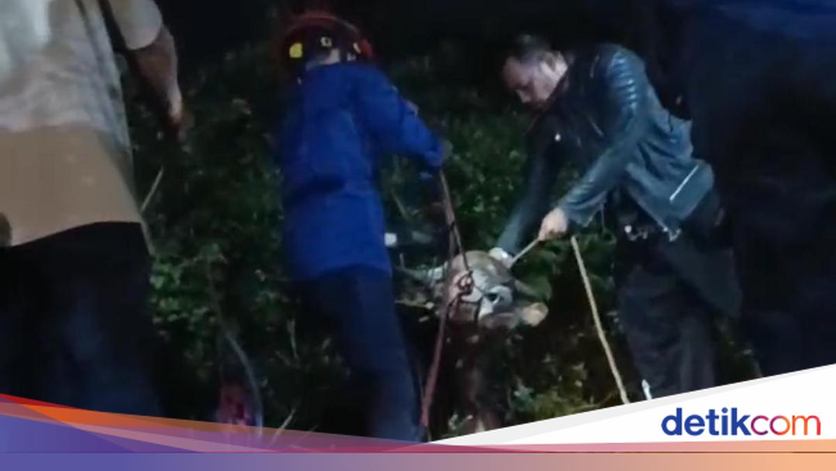 Sacrificial Cow Trapped in Bogor Drain After Rebellious Incident