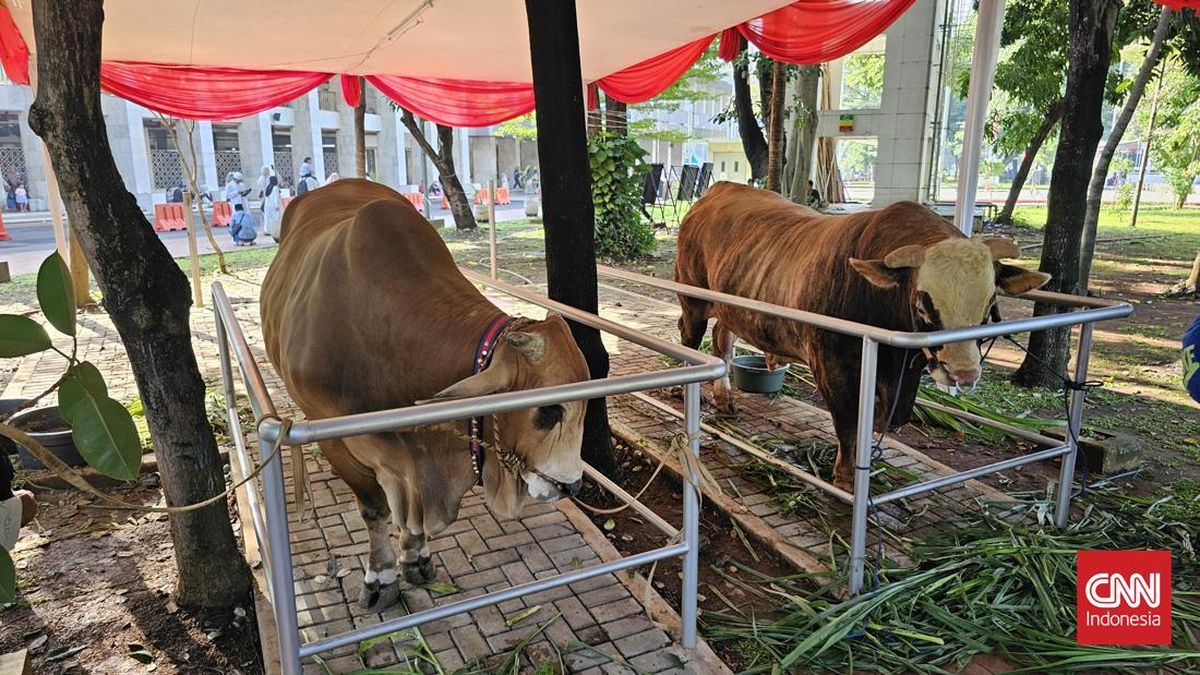 Istiqlal Mosque Receives 63 Sacrificial Cows, Distributed to Staff and Partners