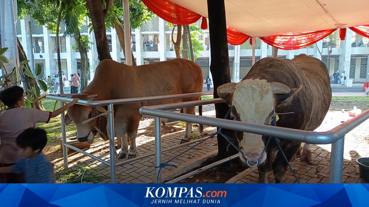 Prabowo and Gibran's Sacrificial Cows Largest at Istiqlal Mosque, Mega's Also Substantial