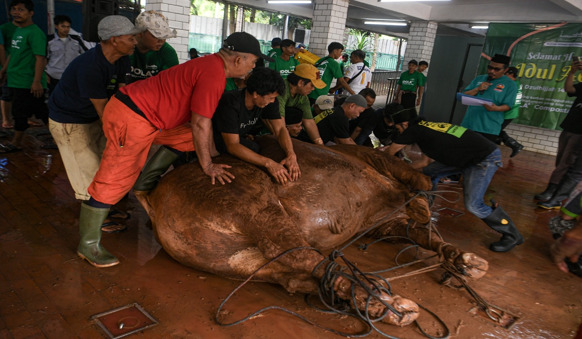 Religious Affairs Minister Apologises as Istiqlal Halts Direct Sacrificial Meat Distribution