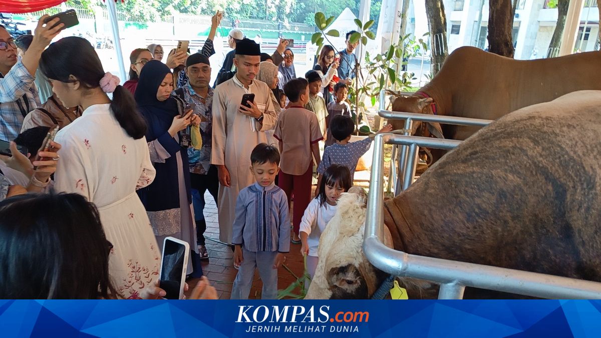 Prabowo and Gibran's Sacrificial Cows Steal the Spotlight at Istiqlal Mosque's Rear Courtyard