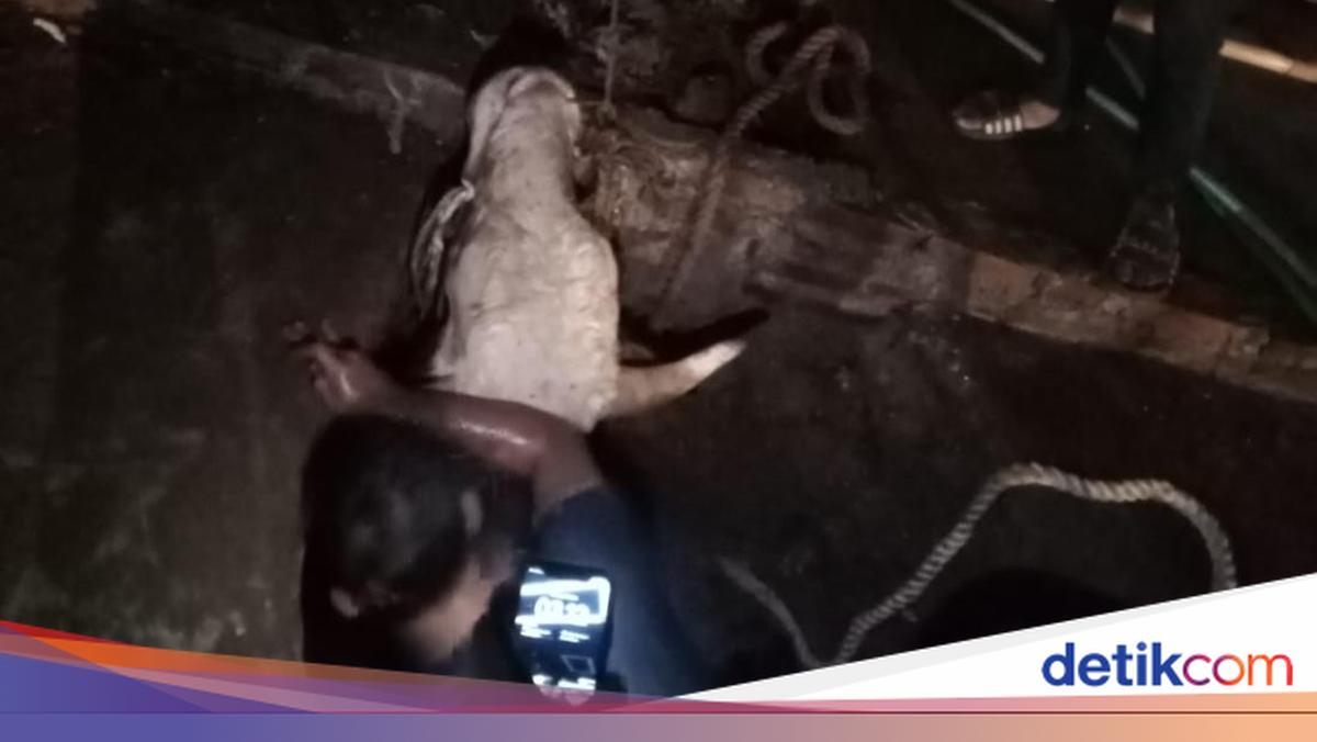 Limousin Cow Resists Tethering, Falls into 3-Metre Ditch in Bogor