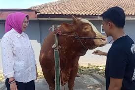 Gerindra: President's 1,098 Sacrificial Cattle Aid from State Budget Legally Valid