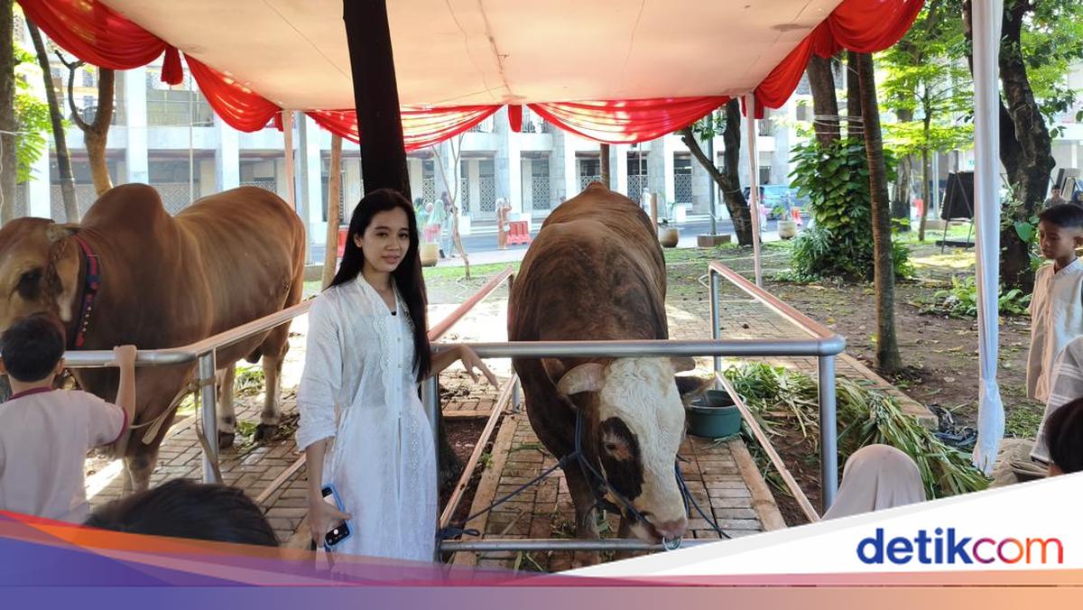 Prabowo and Gibran's Cows at Istiqlal Become Star Attraction as Citizens Pose for Photos
