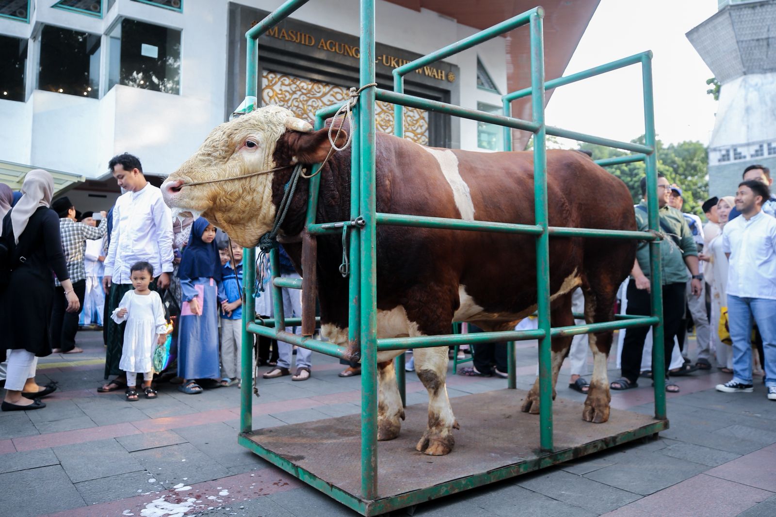 Bandung Mayor Delivers 1.25-Tonne Presidential Sacrificial Cow