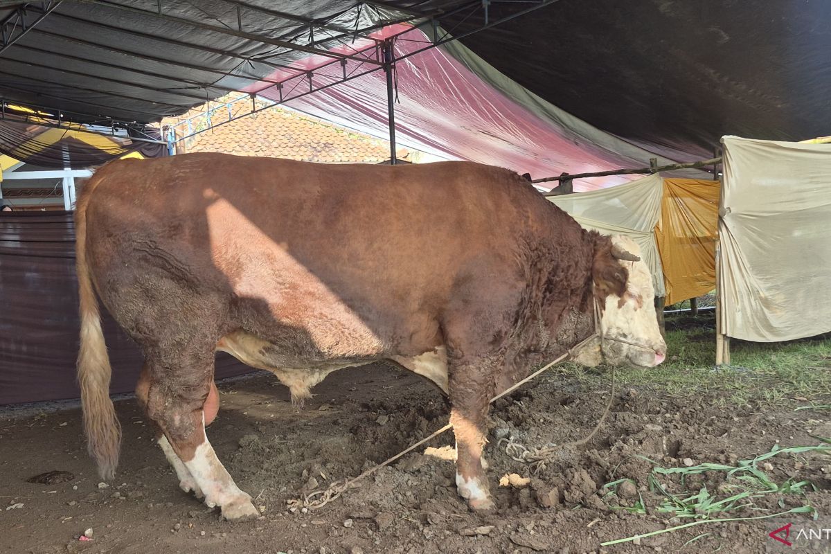 Bandung Regency distributes President Prabowo Subianto's sacrificial cattle aid in Dayeuhkolot