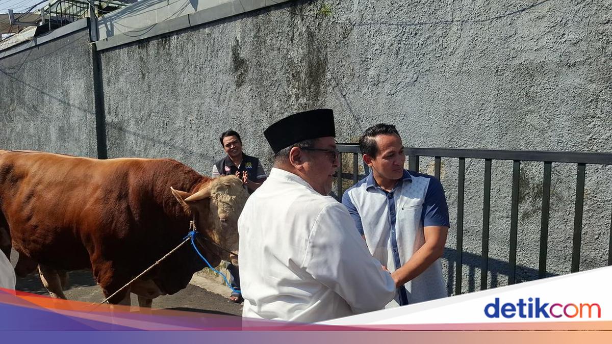 RT Head Reveals Residents' Enthusiasm for 1-Ton Sacrificial Cow from Rano Karno