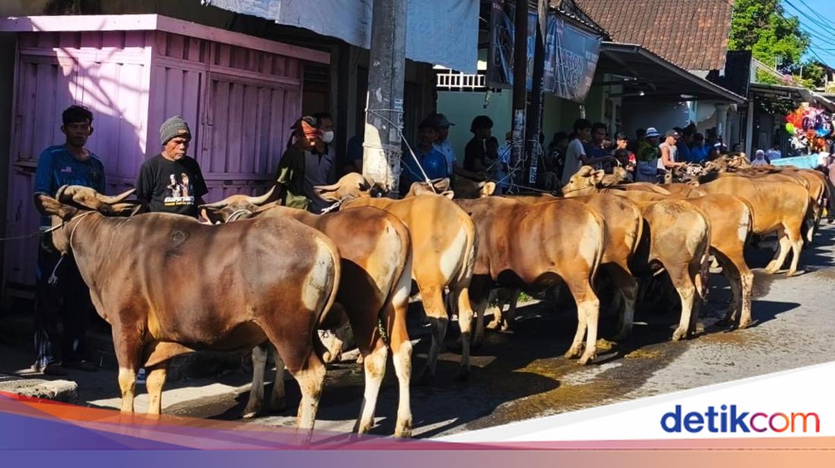 Masjid Jami Al-Umary Leads NTB with 40 Cows Sacrificed for Eid al-Adha