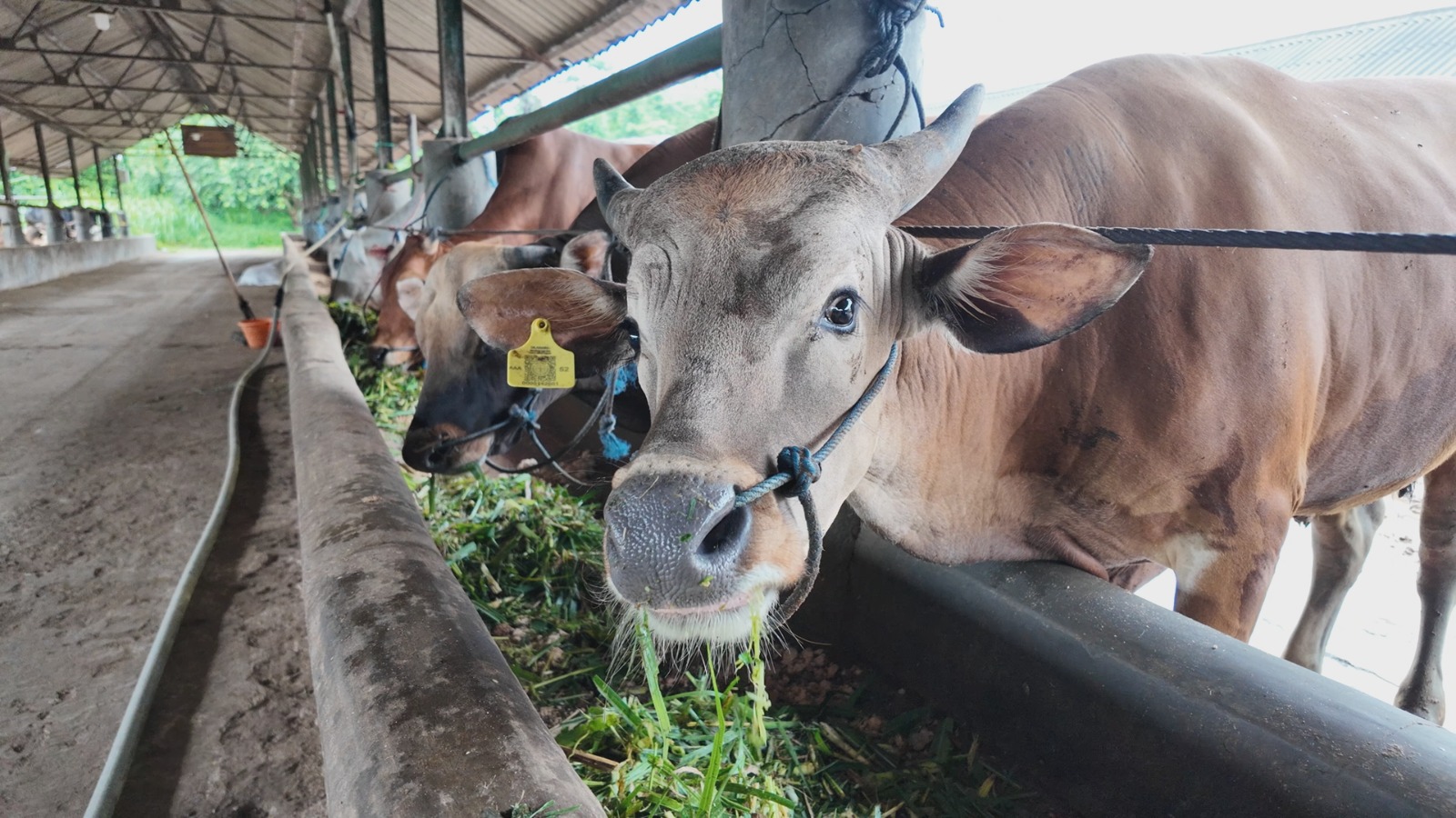 Dharma Jaya Supports Smooth Qurban Operations for PWNU Jakarta