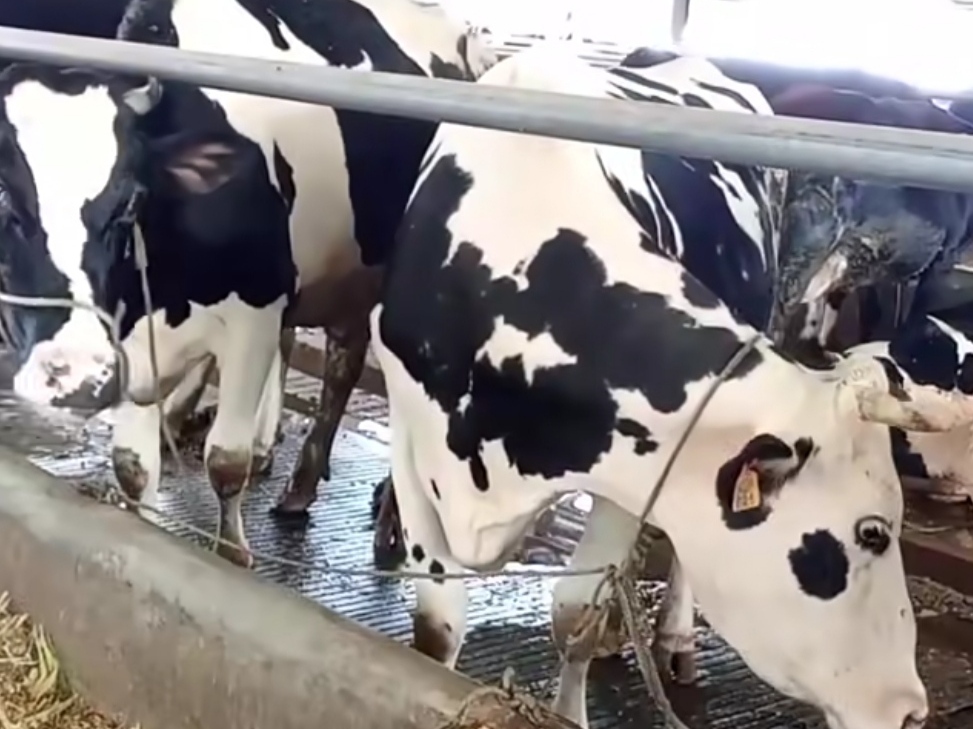 Batang, Pekalongan and Brebes Ramp Up Milk Production to Meet National Demand