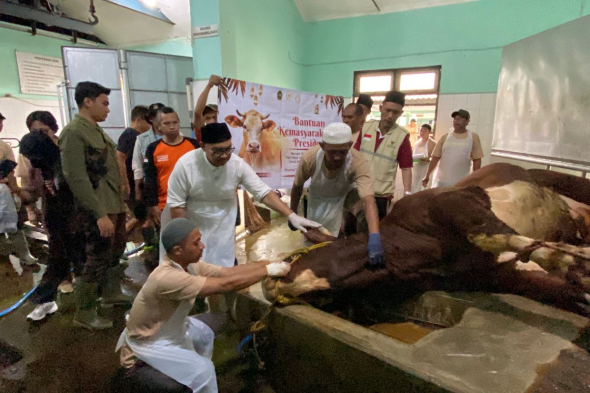 President Prabowo's Eid al-Adha Sacrificial Beef Distributed to Yogyakarta's Code Riverbank Residents