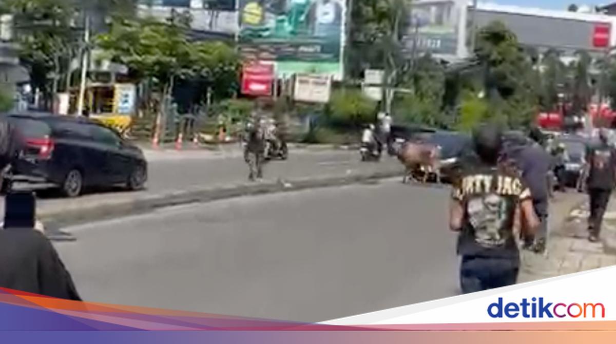 Sacrifice Cow Escapes, Causing Traffic Jam in Ciputat