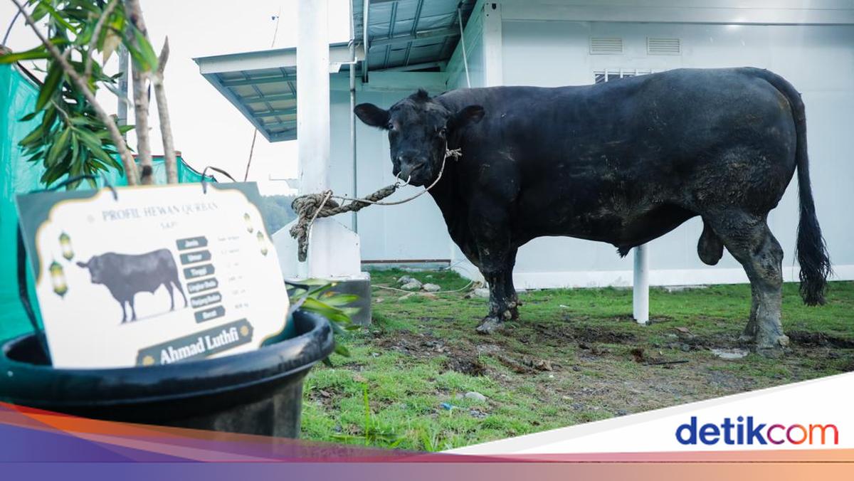 Central Java Governor Distributes 906kg Sacrificial Cow to Tegal Huntara Residents