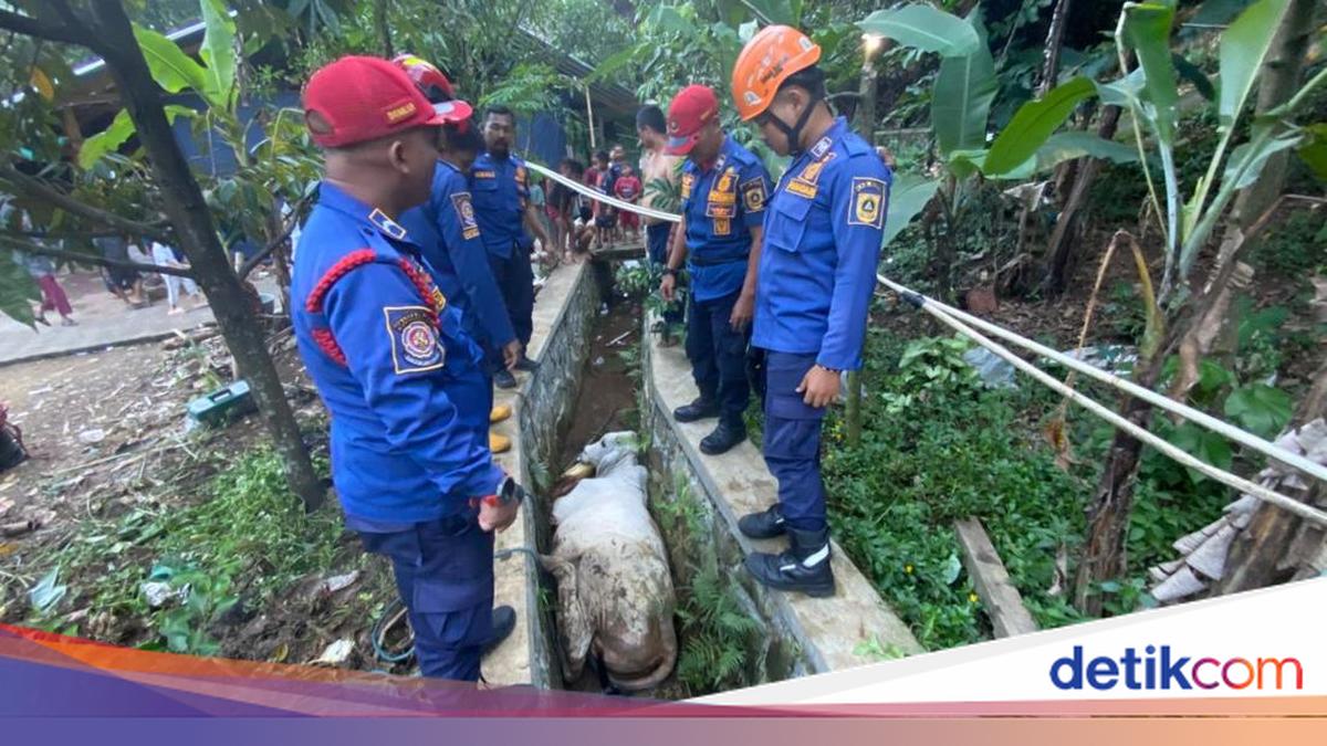 Sacrificial Cow in Bogor's Babakan Madang Escapes During Feeding and Jumps into Drainage Ditch