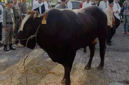 MUI Confirms Sharia Compliance of President's State-Funded Qurban