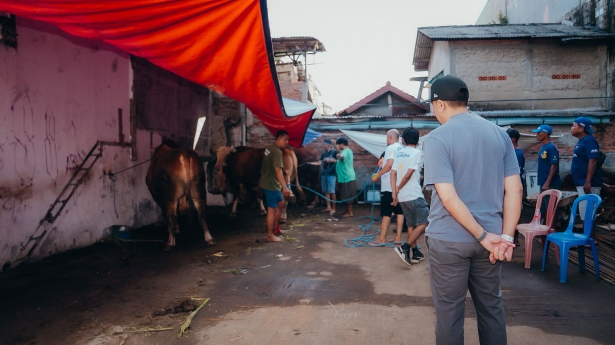 Sahroni Distributes 38 Cows for Eid al-Adha Across Jakarta, Largest Weighing 1.2 Tonnes