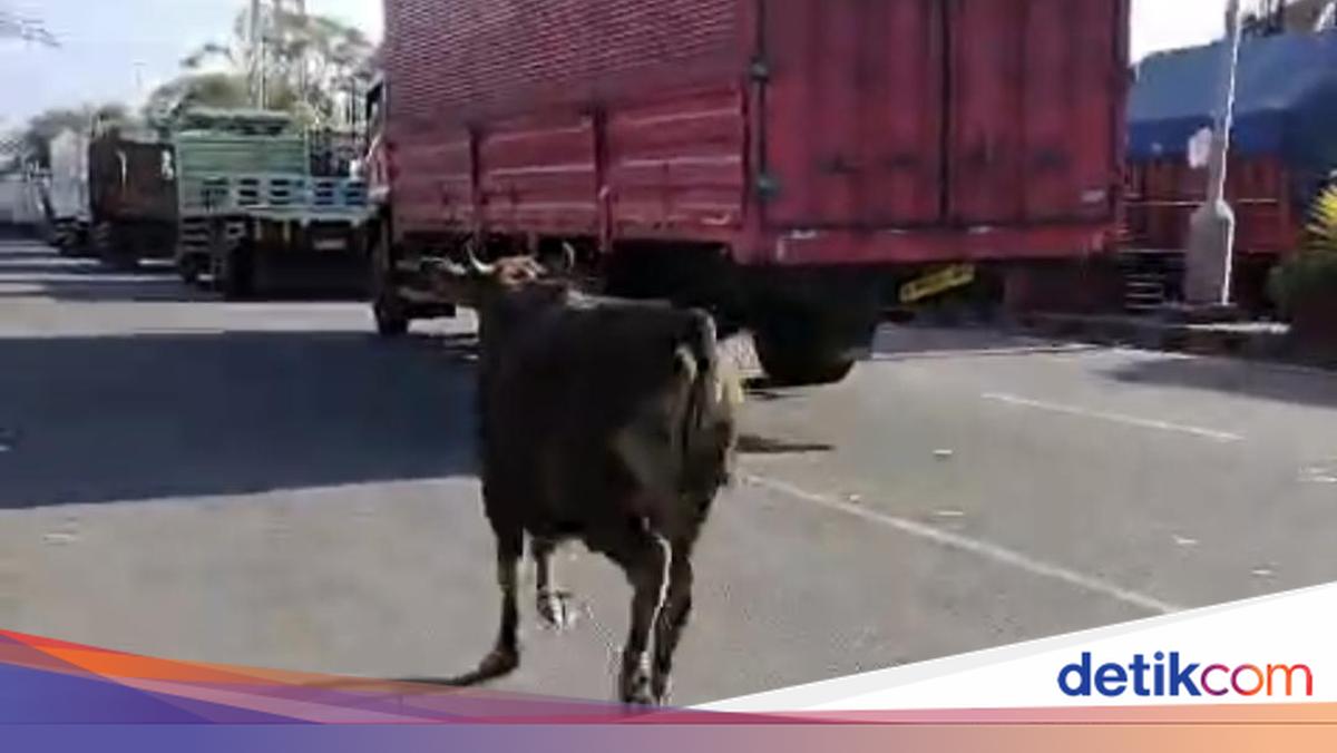 Sacrificial Cow Causes Chaos at Gilimanuk Port Before Slaughter