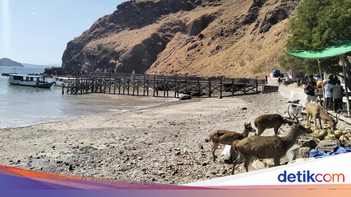 Tourist boats banned from Komodo National Park on 29 May due to high waves
