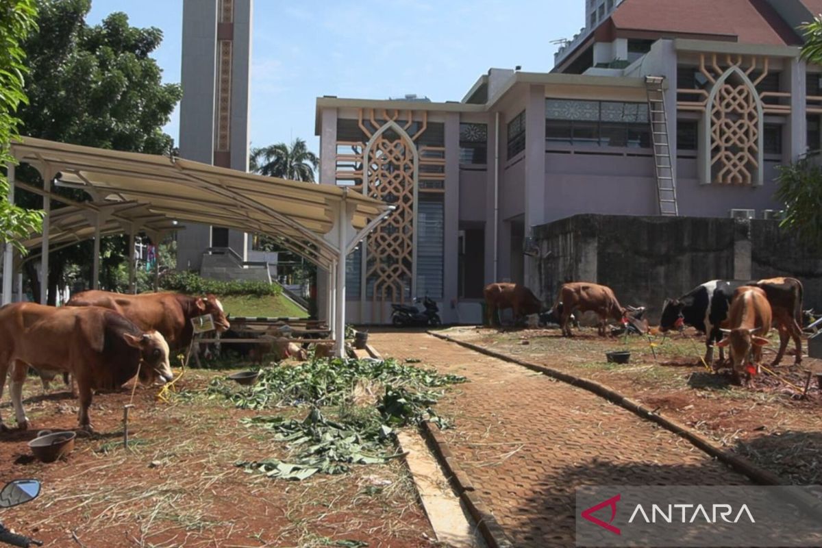 South Jakarta City Government receives 115 sacrificial animals for Eid al-Adha