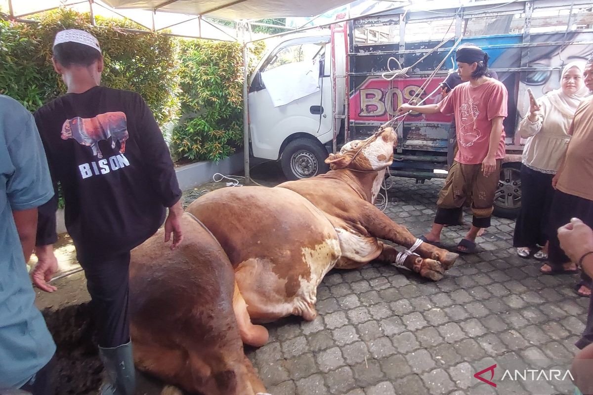 Bison: President Prabowo's Sacrificial Cow Brings Blessings to Bengkulu Farmers