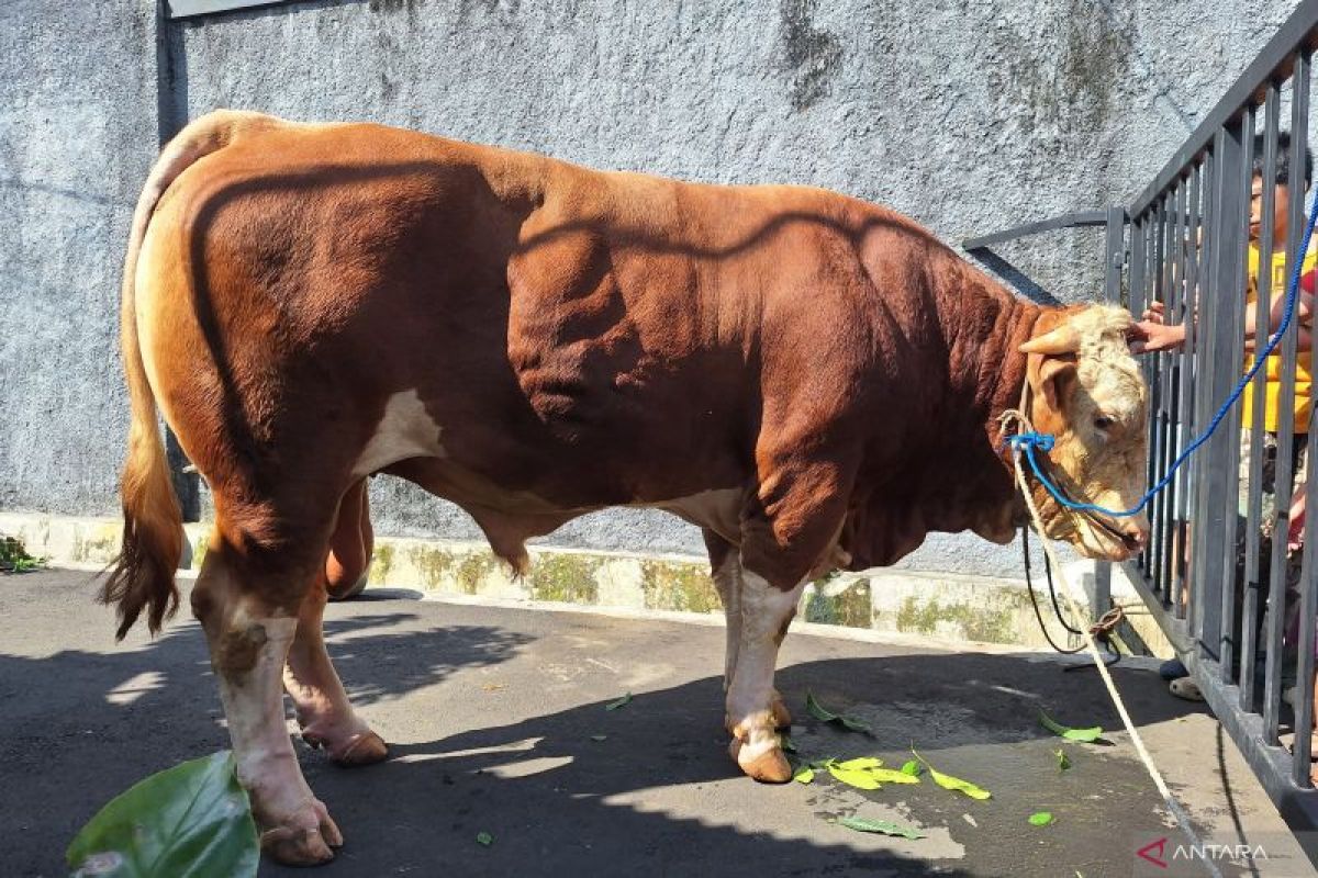 Gandaria residents receive a cow from Rano under innovation program