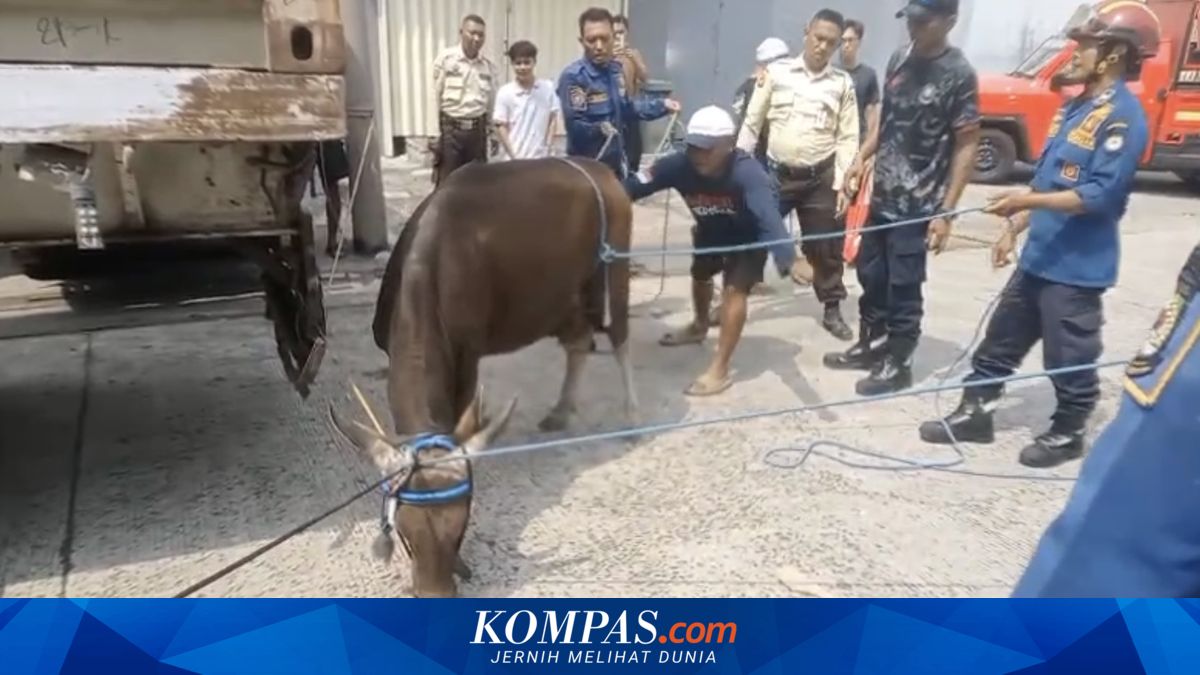 Sacrificial cow escapes after tether snaps in Tanah Tinggi, Tangerang