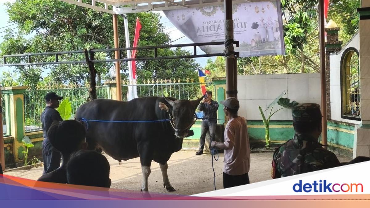Prabowo's 868kg Sacrificial Cow Arrives in Tegallinggah, Buleleng
