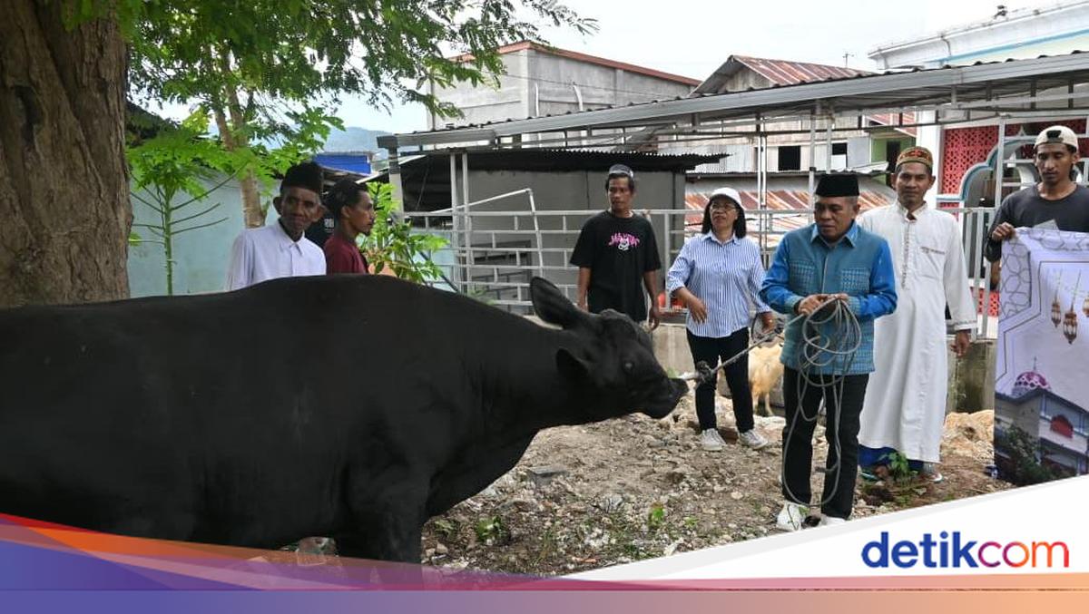 Idul Adha in Labuan Bajo: 912 Animals Sacrificed, Including Prabowo's Black Cattle