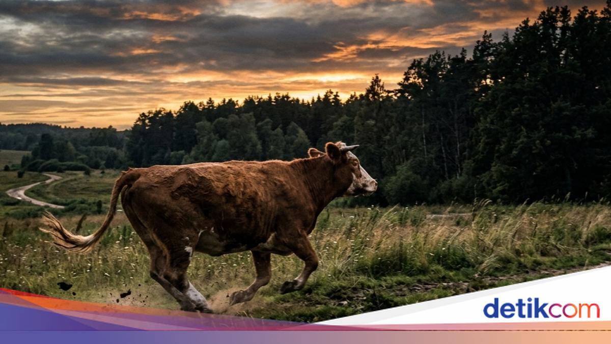 Viral Sacrificial Cow Escapes onto Ring Road in Gamping, Sleman