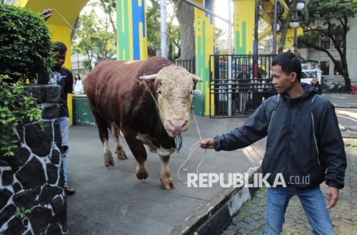 President Prabowo's Sacrificial Cattle Slaughtered, Meat Distributed to Needy