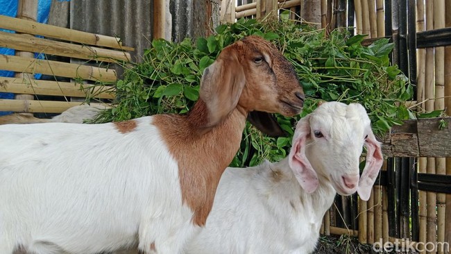 Revealed: Why a Sheep Replaced Prophet Ismail in Eid al-Adha Sacrifice